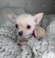 Pearl , a female Chihuahua for sale in Matthews, NC – 8 of 8