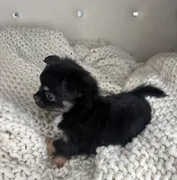 Fluffy, a male Chihuahua for sale in Matthews, NC – 3 of 8