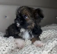Princess , a female Chihuahua and Shih Tzu for sale in Matthews, NC – 8 of 10