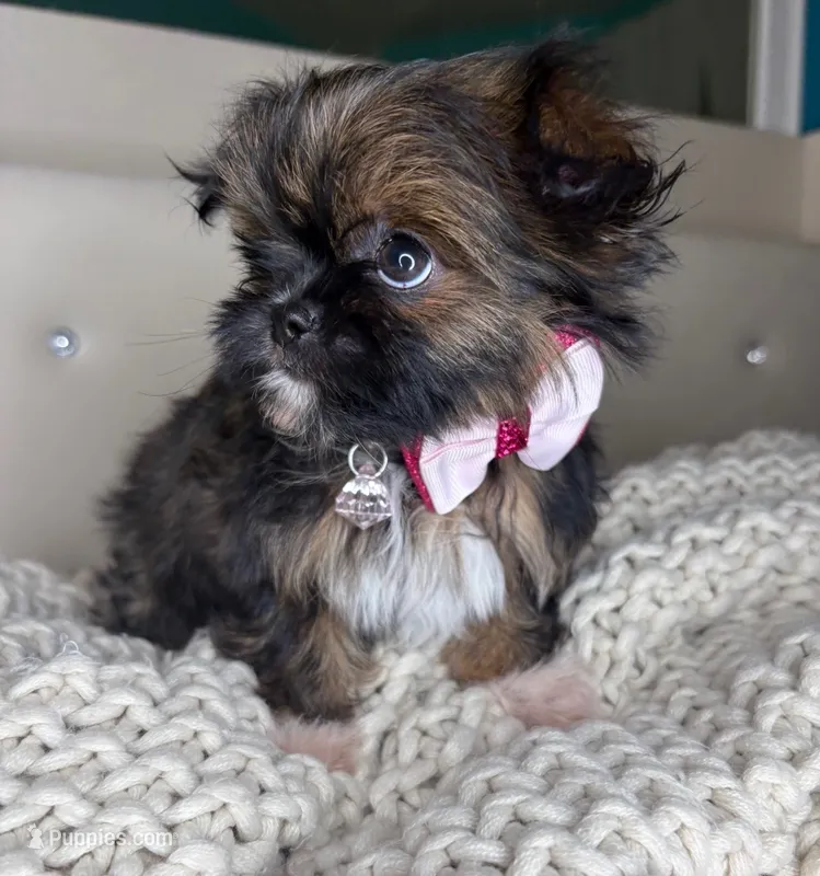 Princess  – Chihuahua, Shih Tzu puppy for sale in Matthews, NC