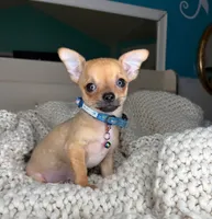 Peanut, a male Chihuahua for sale in Matthews, NC – 9 of 10