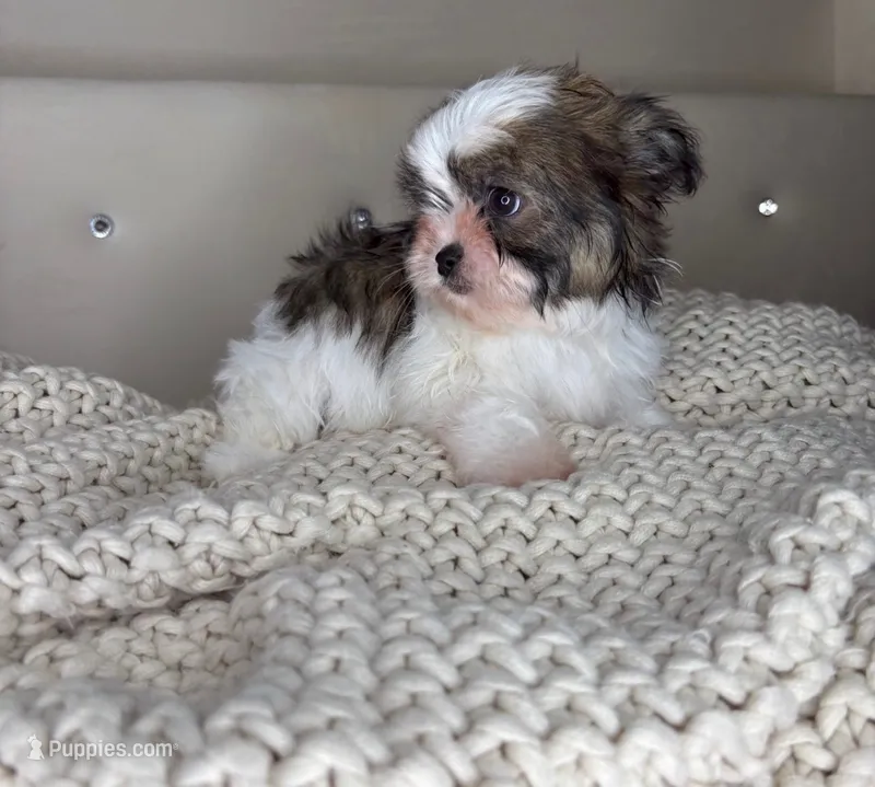 Pinto – Chihuahua, Shih Tzu puppy for sale in Matthews, NC