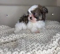 Pinto, a male Chihuahua and Shih Tzu for sale in Matthews, NC – 1 of 10