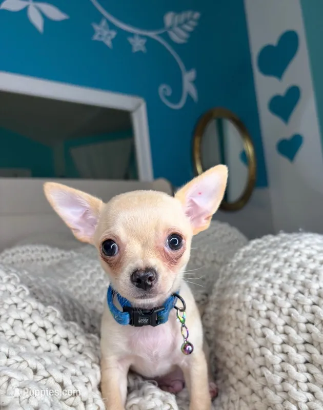 Cashew – Chihuahua puppy for sale in Matthews, NC