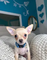 Cashew, a male Chihuahua for sale in Matthews, NC – 1 of 10
