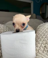 Cashew, a male Chihuahua for sale in Matthews, NC – 5 of 10