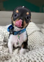 Chico, a male Chihuahua for sale in Matthews, NC – 7 of 10