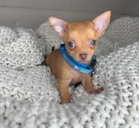 Red, a male Chihuahua for sale in Matthews, NC – 4 of 10