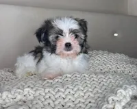 Pinto, a male Chihuahua and Shih Tzu for sale in Matthews, NC – 6 of 10