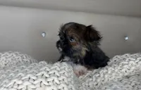 Princess , a female Chihuahua and Shih Tzu for sale in Matthews, NC – 6 of 10