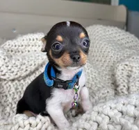 Chico, a male Chihuahua for sale in Matthews, NC – 10 of 10