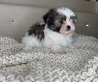 Pinto, a male Chihuahua and Shih Tzu for sale in Matthews, NC – 7 of 10