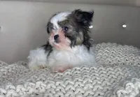 Pinto, a male Chihuahua and Shih Tzu for sale in Matthews, NC – 9 of 10