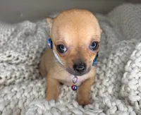 Peanut, a male Chihuahua for sale in Matthews, NC – 4 of 10