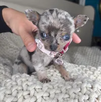 Sprinkle , a female Chihuahua for sale in Matthews, NC – 6 of 9