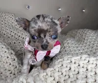 Sprinkle , a female Chihuahua for sale in Matthews, NC – 5 of 9