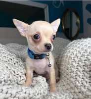 Cashew, a male Chihuahua for sale in Matthews, NC – 10 of 10