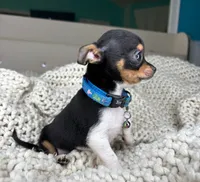 Chico, a male Chihuahua for sale in Matthews, NC – 4 of 10