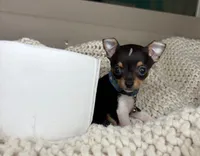 Chico, a male Chihuahua for sale in Matthews, NC – 8 of 10
