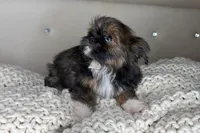 Princess , a female Chihuahua and Shih Tzu for sale in Matthews, NC – 5 of 10