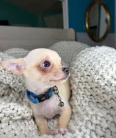 Cashew, a male Chihuahua for sale in Matthews, NC – 9 of 10