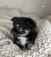 Fluffy, a male Chihuahua for sale in Matthews, NC – 2 of 8