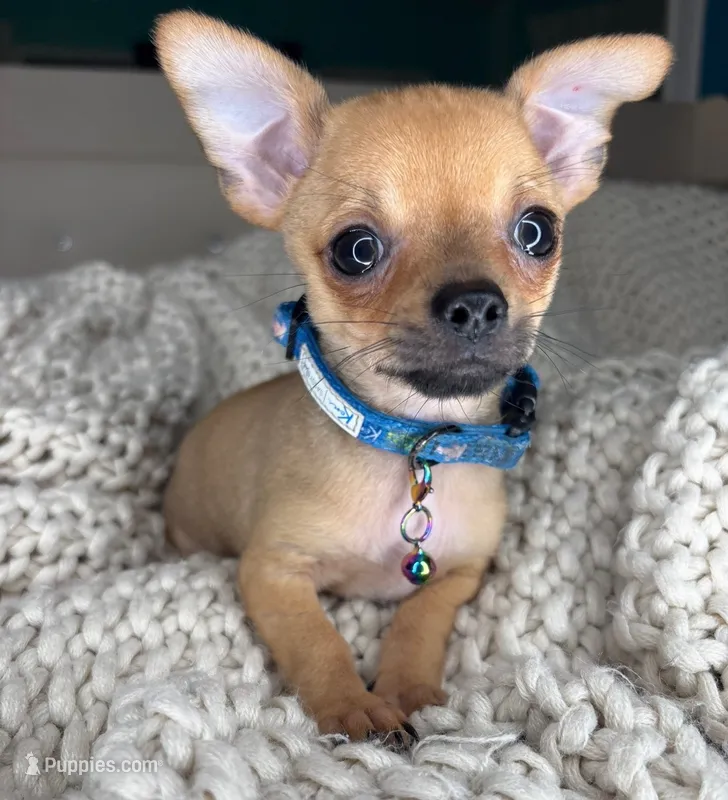 Peanut – Chihuahua puppy for sale in Matthews, NC