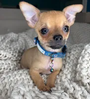 Peanut, a male Chihuahua for sale in Matthews, NC – 1 of 10