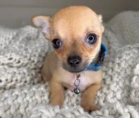 Peanut, a male Chihuahua for sale in Matthews, NC – 2 of 10