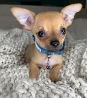 Peanut, a male Chihuahua for sale in Matthews, NC – 7 of 10