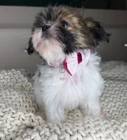 Blossom , a female Chihuahua and Shih Tzu for sale in Matthews, NC – 6 of 6