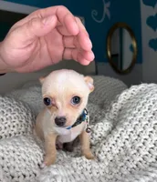 Jack, a male Chihuahua for sale in Matthews, NC – 6 of 9