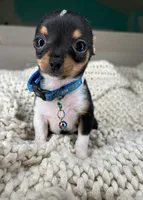 Chico, a male Chihuahua for sale in Matthews, NC – 2 of 10