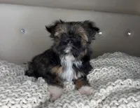 Princess , a female Chihuahua and Shih Tzu for sale in Matthews, NC – 2 of 10