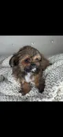 Teddy, a male Chihuahua and Shih Tzu for sale in Matthews, NC – 6 of 8