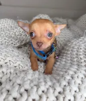 Red, a male Chihuahua for sale in Matthews, NC – 2 of 10