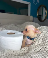 Jack, a male Chihuahua for sale in Matthews, NC – 3 of 9