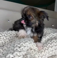 Princess , a female Chihuahua and Shih Tzu for sale in Matthews, NC – 3 of 10