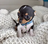 Chico, a male Chihuahua for sale in Matthews, NC – 3 of 10