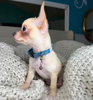 Cashew, a male Chihuahua for sale in Matthews, NC – 8 of 10