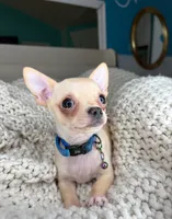 Cashew, a male Chihuahua for sale in Matthews, NC – 4 of 10
