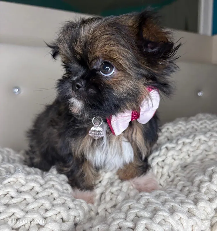 Princess  – Chihuahua, Shih Tzu puppy for sale in Matthews, NC