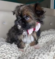 Princess , a female Chihuahua and Shih Tzu for sale in Matthews, NC – Photo 1 of 3