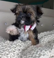 Princess , a female Chihuahua and Shih Tzu for sale in Matthews, NC – Photo 2 of 3