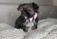 Princess , a female Chihuahua and Shih Tzu for sale in Matthews, NC – Photo 3 of 3