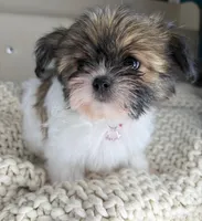 Blossom, a female Chihuahua and Shih Tzu for sale in Matthews, NC – 6 of 6