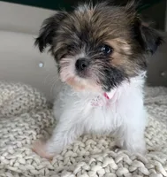 Blossom, a female Chihuahua and Shih Tzu for sale in Matthews, NC – 2 of 6