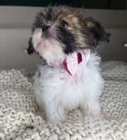 Blossom, a female Chihuahua and Shih Tzu for sale in Matthews, NC – 5 of 6