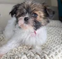 Blossom, a female Chihuahua and Shih Tzu for sale in Matthews, NC – 4 of 6
