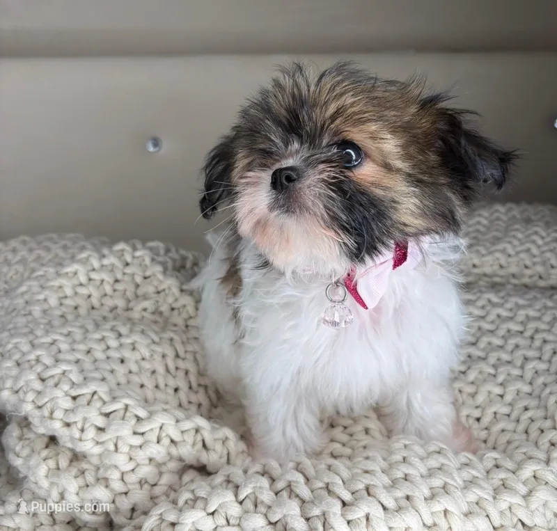 Blossom – Chihuahua, Shih Tzu puppy for sale in Matthews, NC